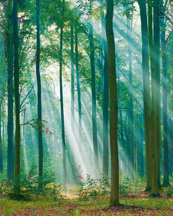 Wallpaper model ML6301