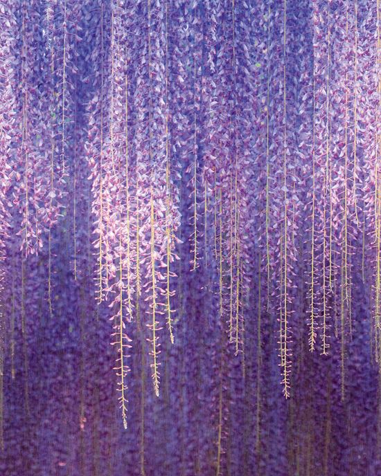 Wallpaper model ML6501